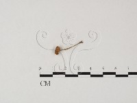 登錄號:F0025834藏品圖，第1張