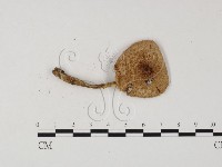 登錄號:F0025835藏品圖，第1張