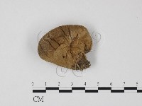 登錄號:F0025836藏品圖，第1張