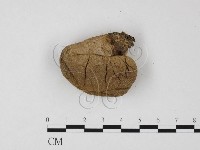登錄號:F0025836藏品圖，第3張