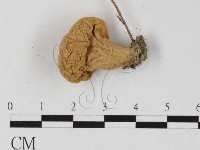登錄號:F0025837藏品圖，第1張