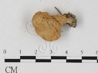 登錄號:F0025837藏品圖，第3張