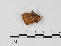 登錄號:F0025839藏品圖，第3張