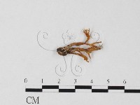 登錄號:F0025842藏品圖，第3張