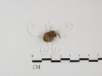 登錄號:F0025844藏品圖，第1張