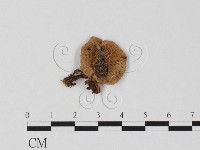 登錄號:F0025847藏品圖，第1張