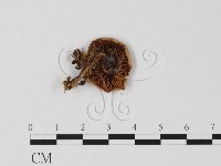 登錄號:F0025847藏品圖，第3張