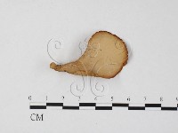 登錄號:F0025848藏品圖，第1張
