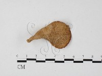 登錄號:F0025848藏品圖，第3張