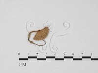 登錄號:F0025850藏品圖，第1張