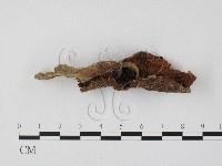 登錄號:F0025851藏品圖，第1張