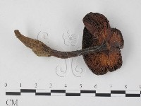 登錄號:F0025852藏品圖，第3張