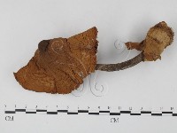 登錄號:F0025853藏品圖，第1張