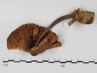 登錄號:F0025853藏品圖，第3張