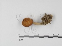 登錄號:F0025856藏品圖，第1張