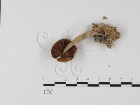 登錄號:F0025856藏品圖，第3張