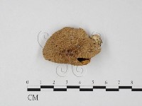 登錄號:F0025857藏品圖，第1張