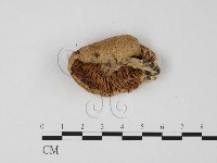 登錄號:F0025857藏品圖，第3張