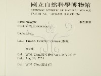 乳菇屬藏品圖，第2張