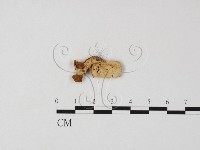 登錄號:F0025859藏品圖，第3張