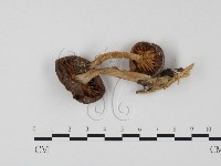 登錄號:F0025860藏品圖，第1張