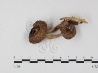 登錄號:F0025860藏品圖，第3張