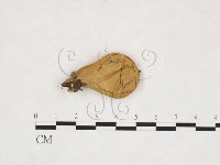 登錄號:F0025865藏品圖，第1張