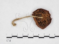 登錄號:F0025866藏品圖，第3張
