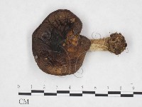 登錄號:F0025868藏品圖，第1張