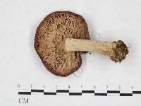 登錄號:F0025868藏品圖，第3張