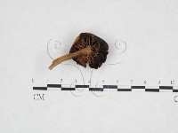 登錄號:F0025869藏品圖，第3張