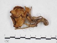 登錄號:F0025870藏品圖，第1張