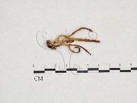 登錄號:F0025873藏品圖，第1張