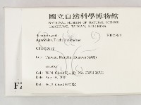 杯傘屬藏品圖，第2張