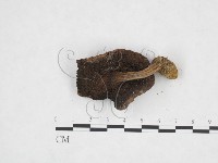 登錄號:F0025877藏品圖，第3張
