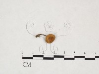 登錄號:F0025878藏品圖，第1張