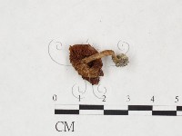 登錄號:F0025879藏品圖，第1張