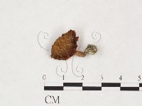 登錄號:F0025879藏品圖，第3張