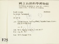 紅菇屬藏品圖，第2張