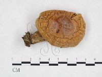 登錄號:F0025881藏品圖，第1張
