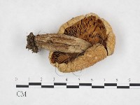 登錄號:F0025881藏品圖，第3張