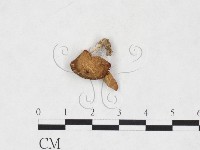 登錄號:F0025882藏品圖，第1張
