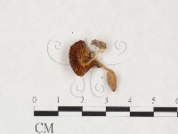 登錄號:F0025882藏品圖，第3張