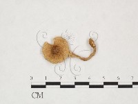 登錄號:F0025887藏品圖，第1張
