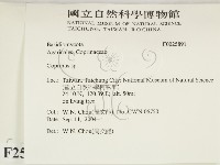 鬼傘屬藏品圖，第2張