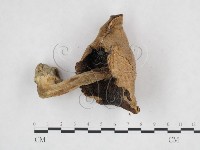 登錄號:F0025892藏品圖，第3張