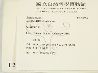 地星屬藏品圖，第2張