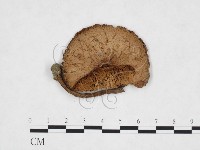 登錄號:F0025895藏品圖，第1張