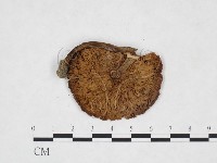 登錄號:F0025895藏品圖，第3張