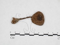 登錄號:F0025899藏品圖，第1張